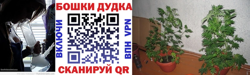 KRAKEN ONION Курчатов Канабис семена
